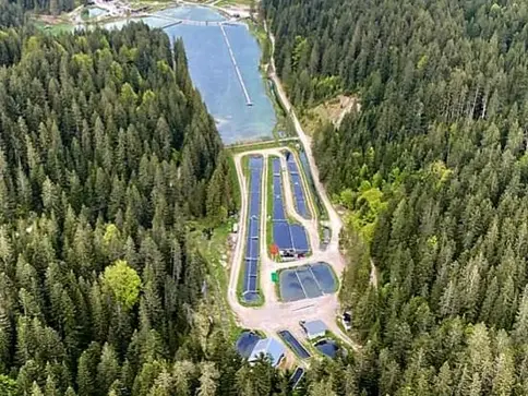 Besatzfische / Zucht